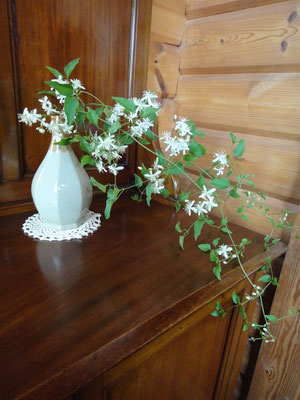 仙人草の花
