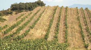 Vigne au 27 juillet 2011, deux mois avant la vendange