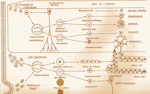 Neurogénèse, anno 1974