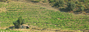 Casot à la "Coumo d'en Miquelet", été 2006