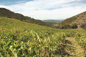 Le futur "Rosé de Coume Majou" 2012