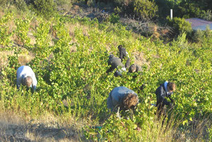 Vendanges au "Clots d'en Couloms"