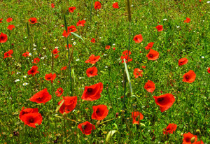 Coquelicots et graminées sauvages en cette Fête de la Moisson