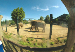 Jumbos au soleil du Hainaut