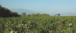 Dans la plaine du Roussillon