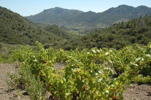 Extrême pointe du grenache au Clots d'en Couloms