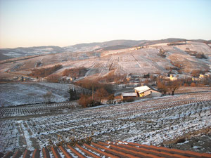 Vue sur le vignoble de Juliénas