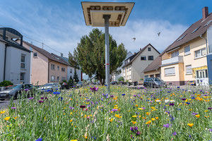 Blühwiese am Schwalbenhaus in Neureut, Foto: Rüdiger Grau