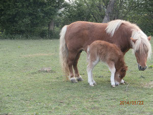 PONEY SHETLAND ATTELAGE DU VIMEU VERT