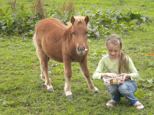 poulain shetland