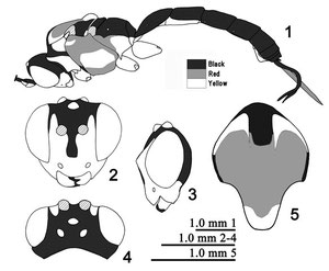 ハレギウスマルヒメバチ T. ryukyuensis (Watanabe et al., 2010ａ より引用)