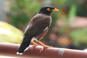 Der Hirtenmaina od. Common Myna am Balkon