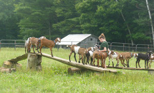 The farm is all about Nubian Goats and cheesemaking