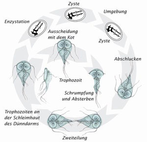 Entwicklungszyklus; von: Intervet Deutschland GmbH