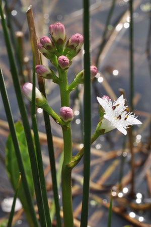 Menyanthes trifoliata Fieberklee