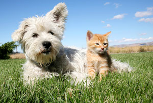 Installs Pet Stop® brand of Invisible Fence for both dogs and cats.