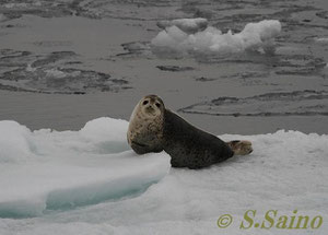 氷上でくつろぐゴマフアザラシ