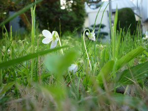 敷地の花