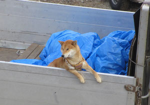 *荷台から、ひたすら飼い主さんを待つ柴犬系わんちゃん