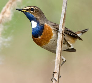 Blaukehlchen, Bild: Max Dorsch