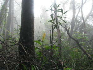 La forêt dans les nuage