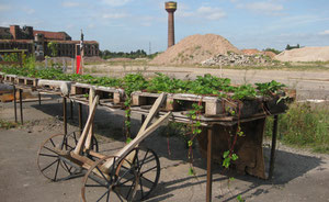 Urbanes Gaertnern: Von der Brache frisch auf den Tisch