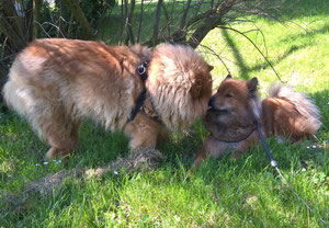 Shiwa & Ronja: letztes Bussi-Foto vom 7. Mai 