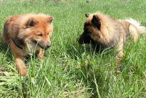 Ronja und Amson vom Wiesenberg 