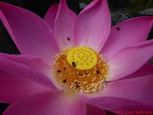 Lotusblüte