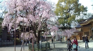 大國魂神社の枝垂れ桜