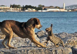 Hund und Katz am Schlegeln