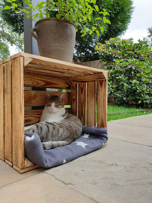 Katze Kasi liegt gern in einer einfachen Holzbox samt Decke