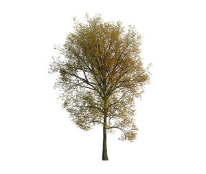 Herbstlicher, freigestellter, 3d generierter Baum für Architekturvisualisierungen.