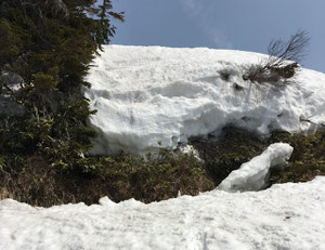 雪が少なく、藪が出た尾根