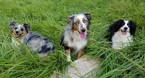 Nahla and Murphy, our miniature Australian Shephards.
