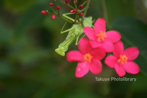 ハラビロカマキリ　テイキンザクラ　沖縄の昆虫