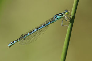 Falkenlibelle - (Cordulia aenea), Männchen