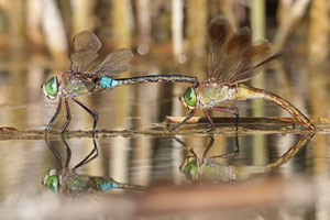 Südliche Binsenjungfer (Lestes barbarus) - Paarungsrad