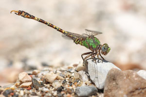 Grüne Sandjungfer (Paragomphus genei), Männchen