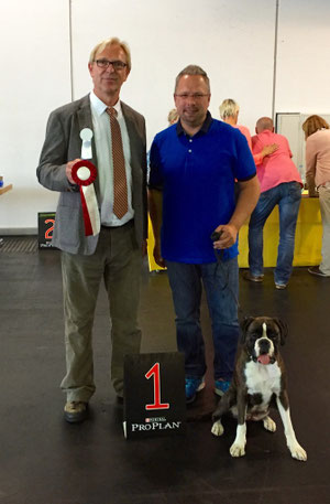  CACIB Bremen Karla Boxer Hund vonderwaldnielerheide Ausstellung