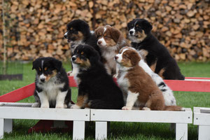 Chiots de Zou et Russell, portée 2018