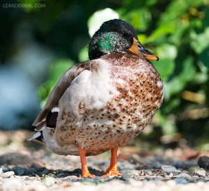 "intersex" mallard