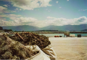 new zealand 2008