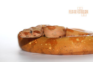Gee Super Hypo
