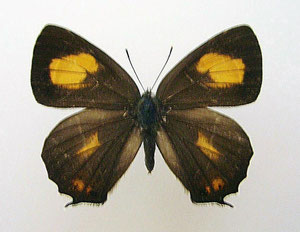 国産蝶標本】タカネヒカゲ/Oeneis norna/富山県.旭岳/40.2mm