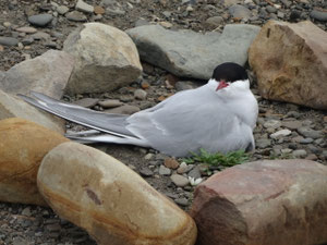 Sterne arctique en nichage, Spitzberg (photo ugo)