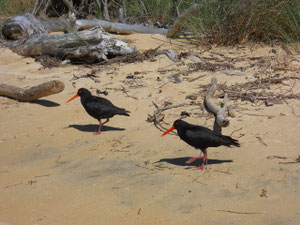 Couple d'Haematopus unicolor, NZ (photo ugo)