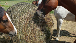 chevaux en troupeau au paturage mangent du foin dans un filet slowfeeder