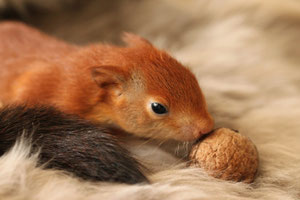 Maus Obstkorb Reserven Futter Eichhörnchen