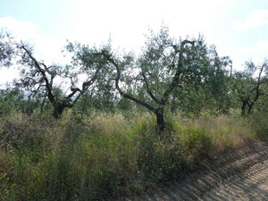 des oliviers avec leur taille traditionnelle toscane